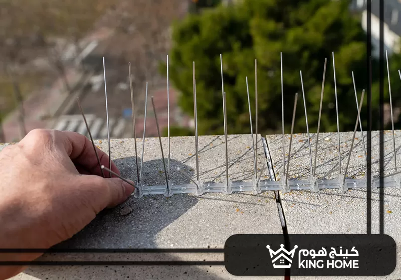 شركة مكافحة الحمام في الامارات