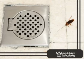 شركة مكافحة الصراصير في الامارات